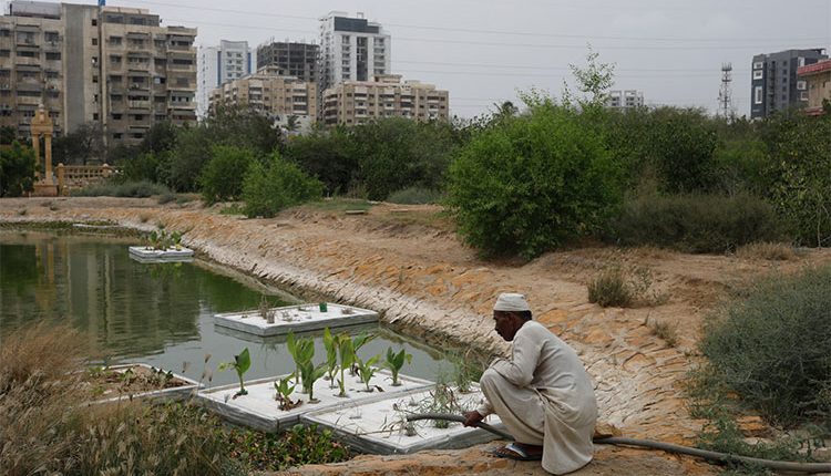 کراچی میں شجر کاری