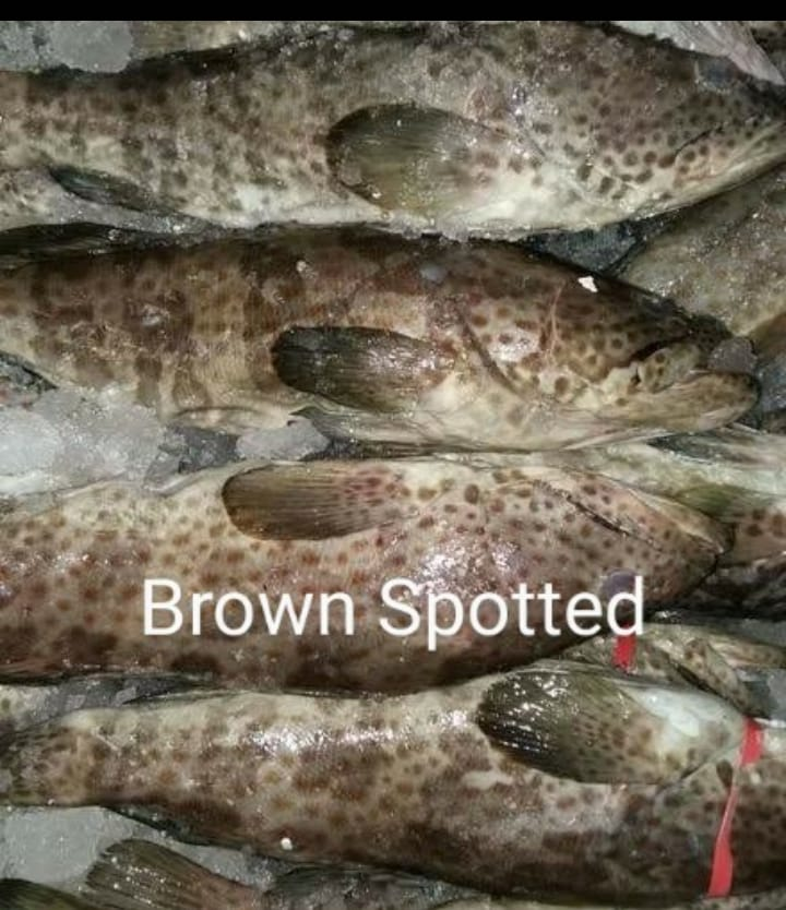 پاکستان سے گھسر زیادہ تر مشرق وسطیٰ ایکسپورٹ ہوتی ہے اور اس میں بھی زیادہ تر قطر کو۔ عرب اسے ’’ھامور‘‘ کہتے ہیں