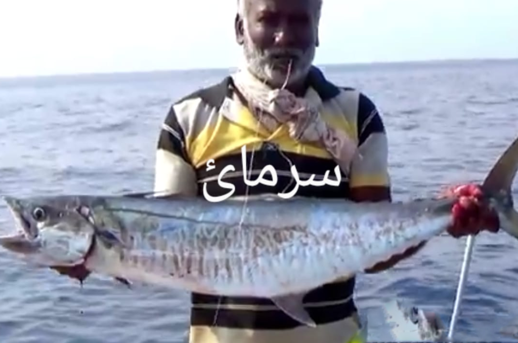 سرمائی مچھلی