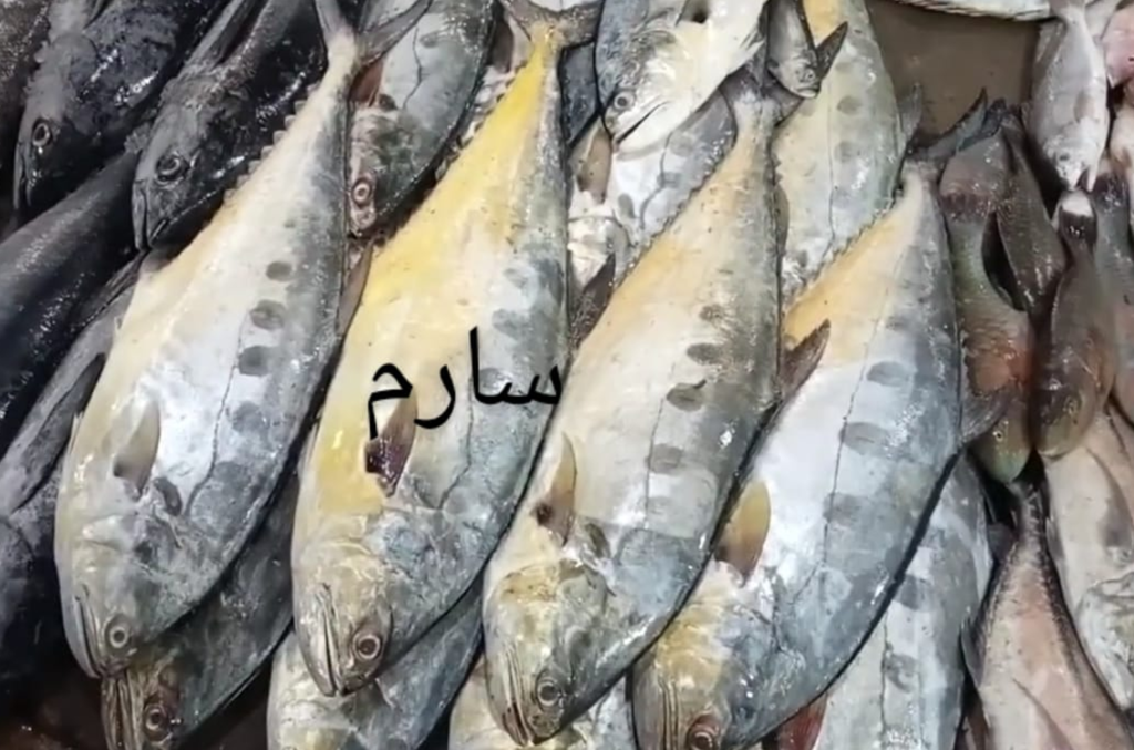 سرمائی مچھلی