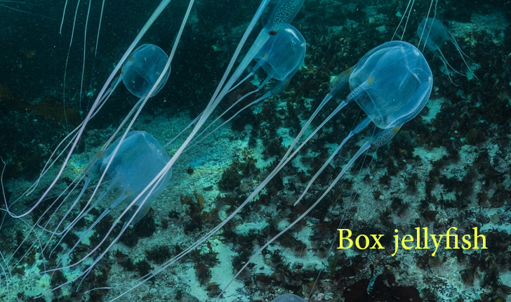 سمندر کی چار زہریلی ترین مچھلیاں