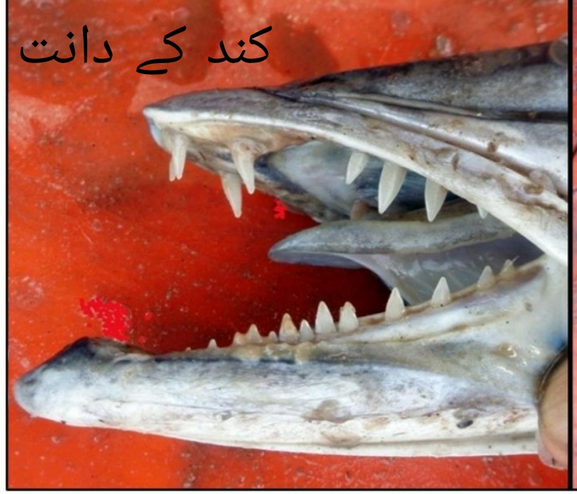 سمندر کا شیر ’’کند مچھلی‘‘ (بیرا کوڈا) کی پہچان، اقسام اور مکمل معلومات