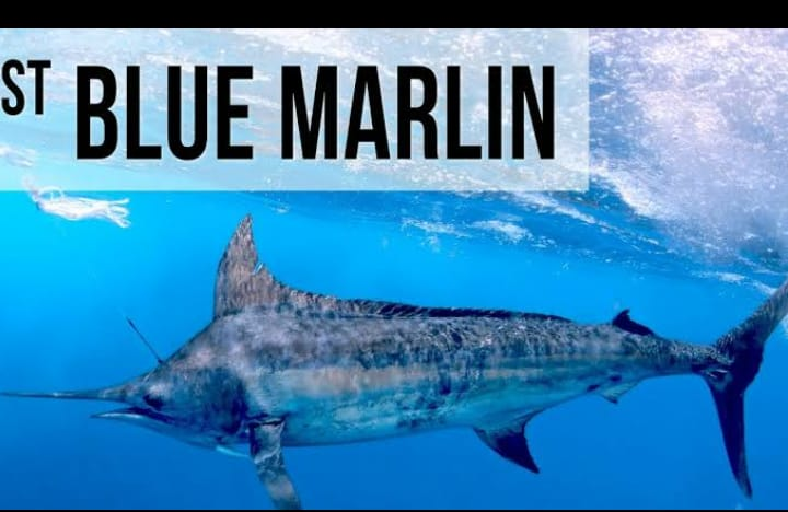 گھوڑا مچھلی کی اقسام